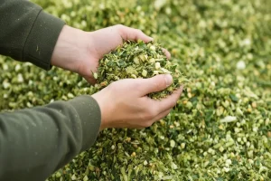 Hands holding freshly chopped green fodder mixture prepared by a chaff cutter for livestock feeding.