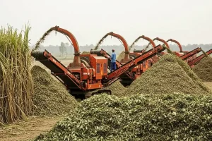 Chaff cutters process sugarcane leaves into silage in field.