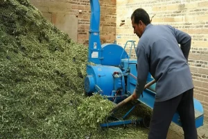 Man using shovel beside blue chaff cutter machine with large pile of processed fodder.