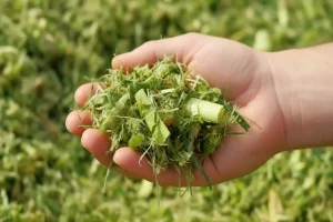 A hand holding freshly chopped green forage pieces prepared for animal feed consumption.
