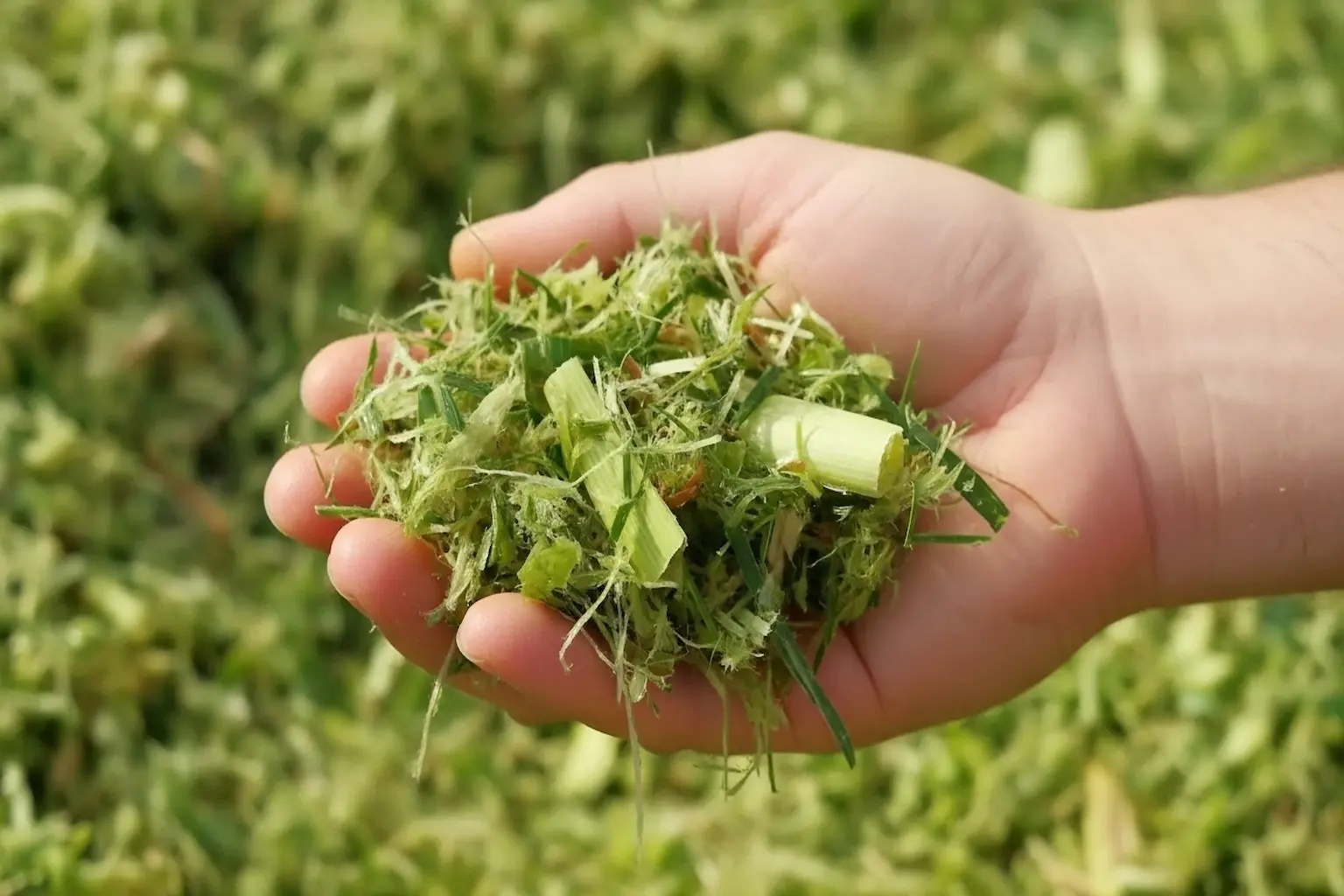 A hand holding freshly chopped green forage pieces prepared for animal feed consumption.