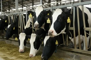 Holstein dairy cows feeding inside a barn, wearing yellow identification ear tags.