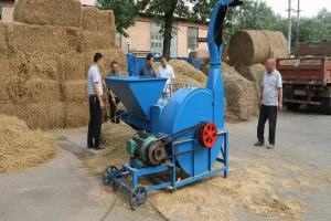 Farmers operating a blue chaff cutter machine surrounded by stacked hay bales outdoors.