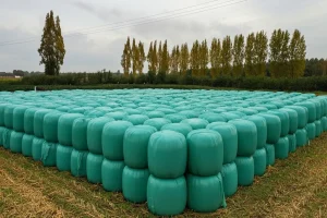 Stacked green plastic-wrapped silage bales arranged neatly in a field near tall trees.