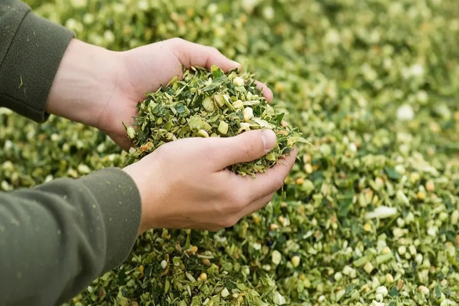 Chopped silage feed prepared by chaff cutter for dairy cows
