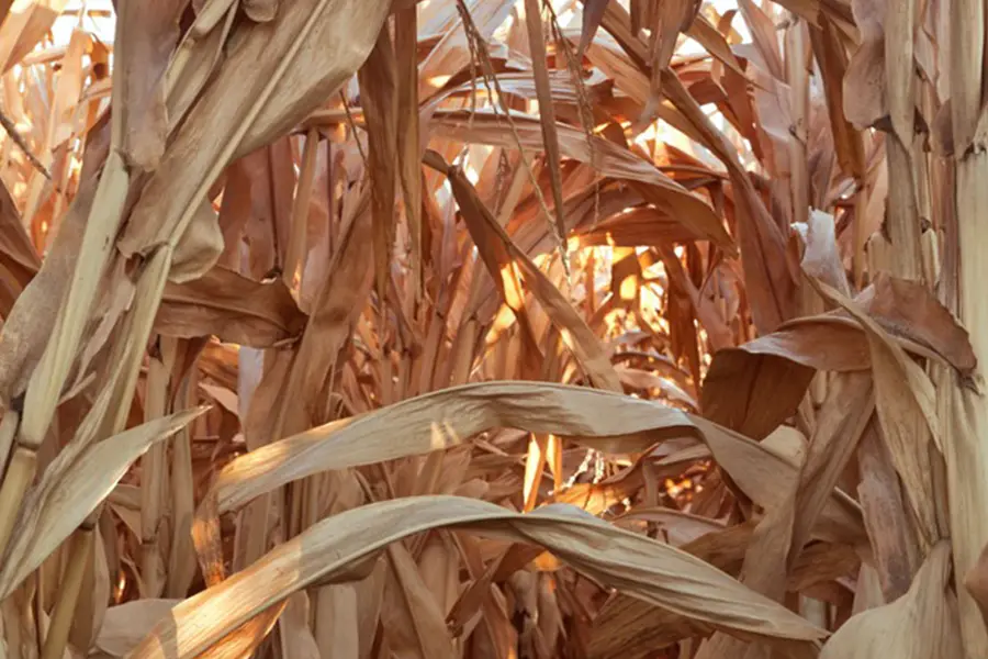 Dry corn stover and wheat straw materials for livestock feed