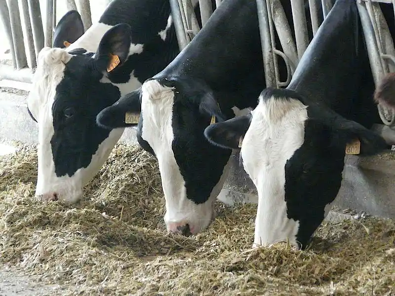 Healthy cows eating chopped forage processed by a heavy-duty chaff cutter at a dairy farm