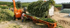 Orange chaff cutter machine processing corn stalks for silage production on a farm