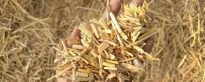 Chopped hay and straw pieces processed by a hay chopper machine for silage