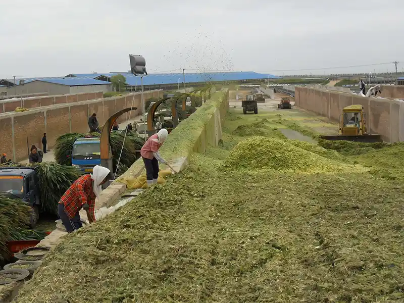 Industrial scale feed processing plant and mill running high-capacity chaff cutter