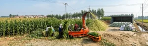 Chaff cutter machine chopping fresh corn stalks into silage on a farm