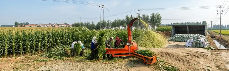 Chaff cutter machine chopping fresh corn stalks into silage on a farm