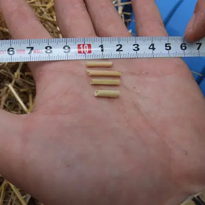 Finely cut digestible dry wheat straw feed processed by mini chaff cutter