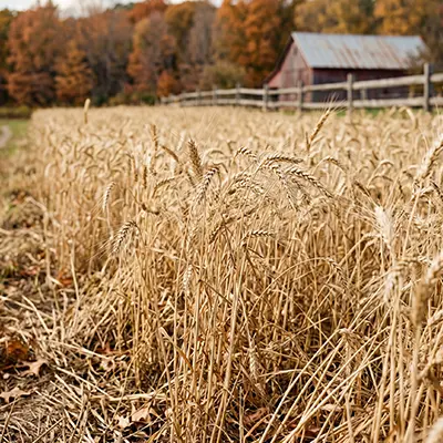 Dry wheat stalk and straw feed material before processing