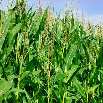 Fresh green corn stalk forage material before chaff cutting