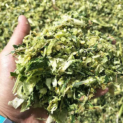 10-30mm uniform chopped fresh corn silage after chaff cutter processing