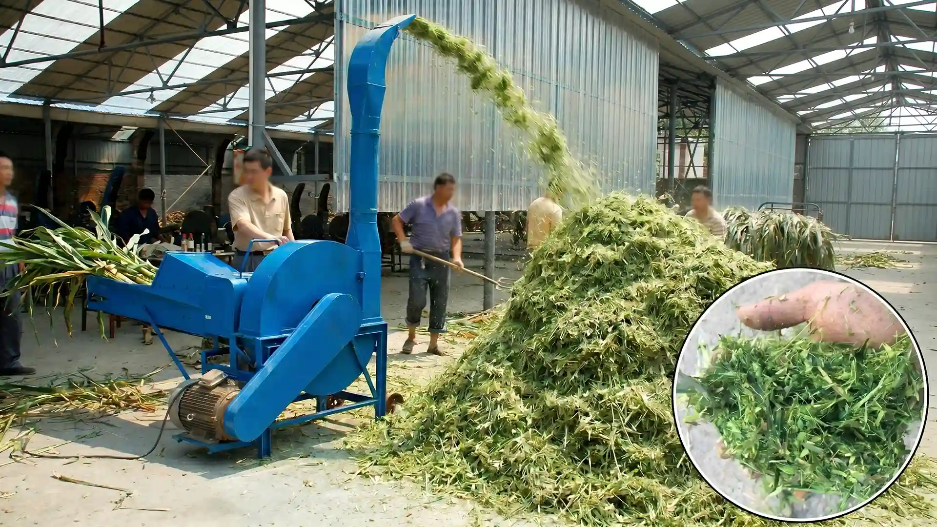 9FC series straw kneading machine in operation