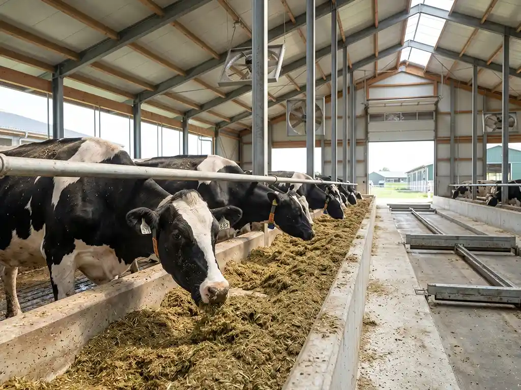 Dairy cows eating soft kneaded forage silage