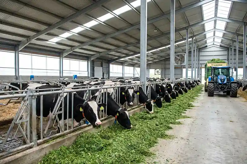 Holstein dairy cows eating digestible green pasture silage chopped by a mobile tractor pto chaff cutter