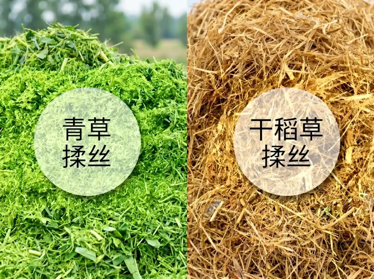 Green forage and dry rice straw kneaded by straw kneading machine for ruminant feed