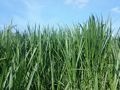 Fresh green alfalfa forage before processing