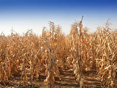 Hard dry corn stalks before kneading