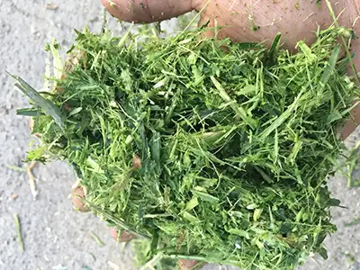 Kneaded silage feed ready for cows