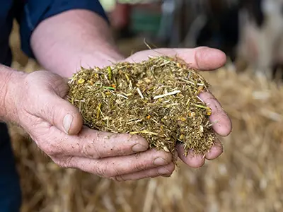 Soft silk forage feed after kneading