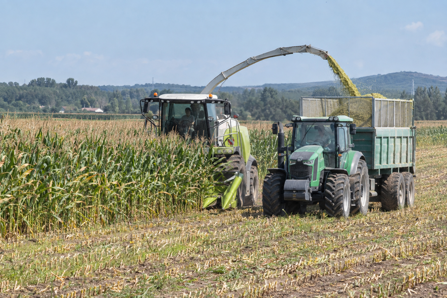 Maize silage harvesting and chopping equipment loading freshly chopped corn into a trailer