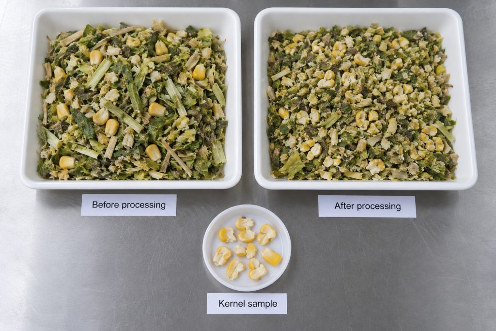 Chopped corn forage before and after kernel processing in the forage harvester, with kernel sample