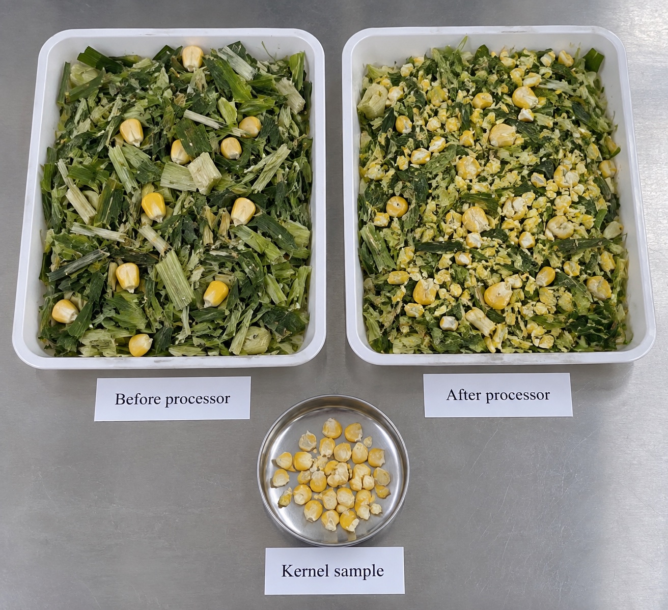 Forage particle fractions and split kernels prepared for inspection