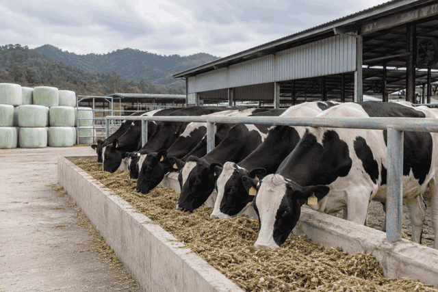 Dairy cows eating a measured forage ration in a modest barn