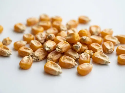 Whole dry corn kernels, a common raw material ground by a feed crusher machine